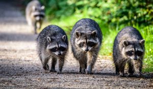 Urban Wildlife Management